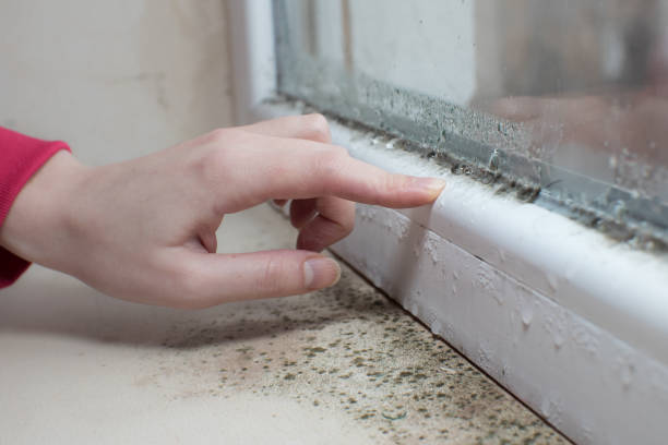  Lowellville, OH Mold Removal Pros
